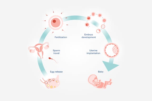Personalized Diet Plans